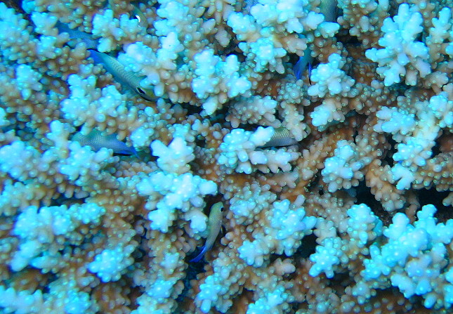 Hiding amonst the coral